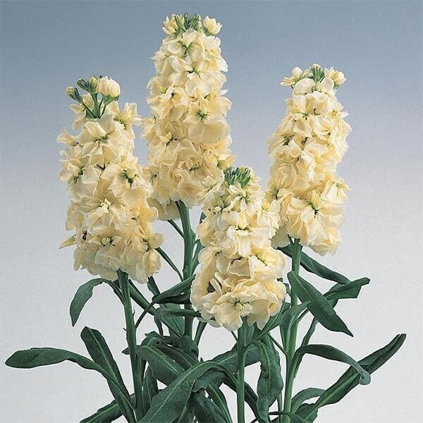 Seeds - noble cream yellow stock matthiola flower