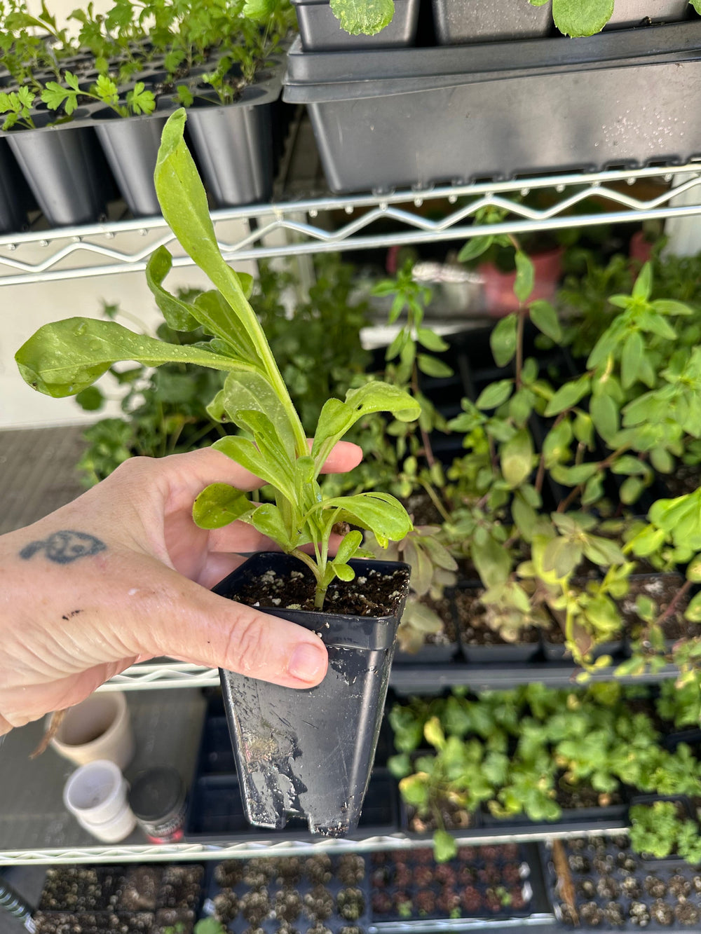 Live plant - Ivory Princess Calendula Pot Marigold Herb