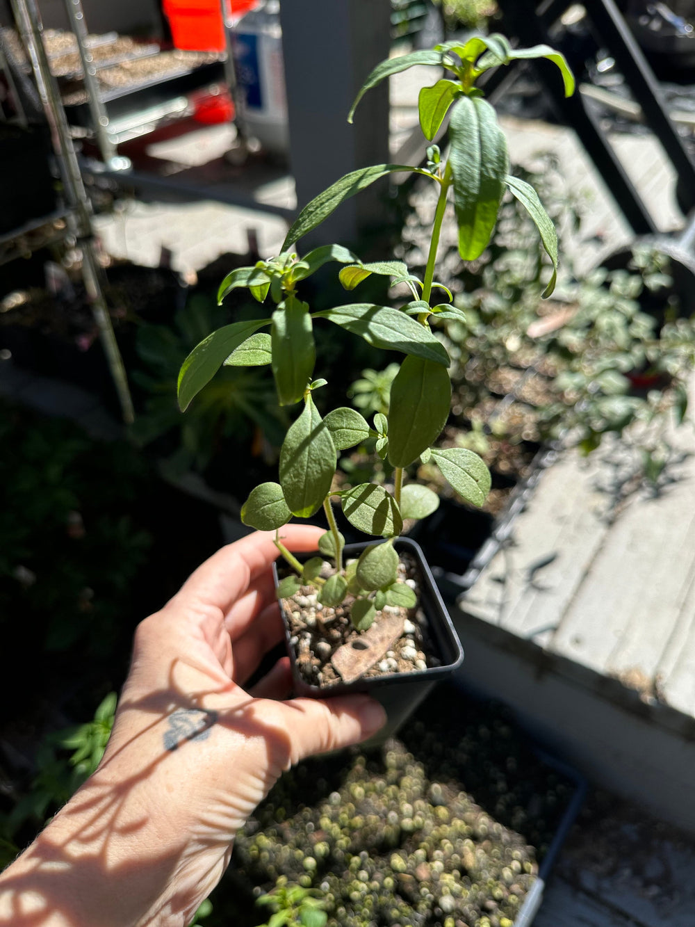 Live plant - snapdragons Monarch Lavender