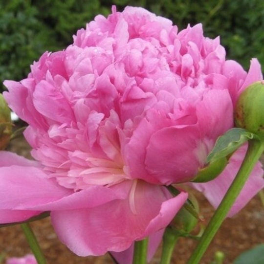 Live plant Dr. Alexander Fleming Peony potted