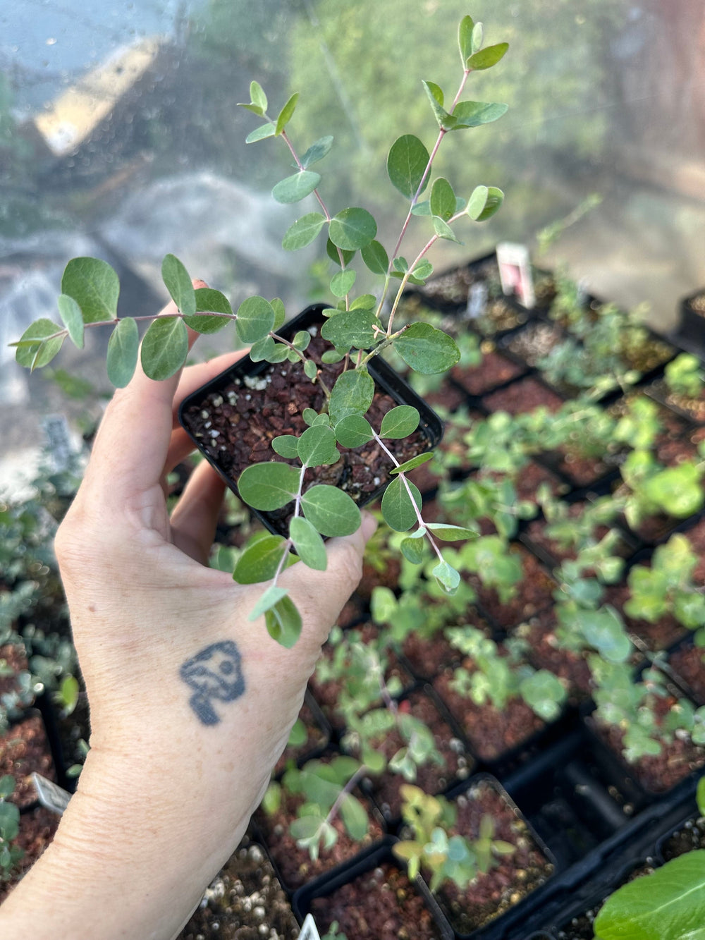 Live plant - Eucalyptus Baby Blue potted