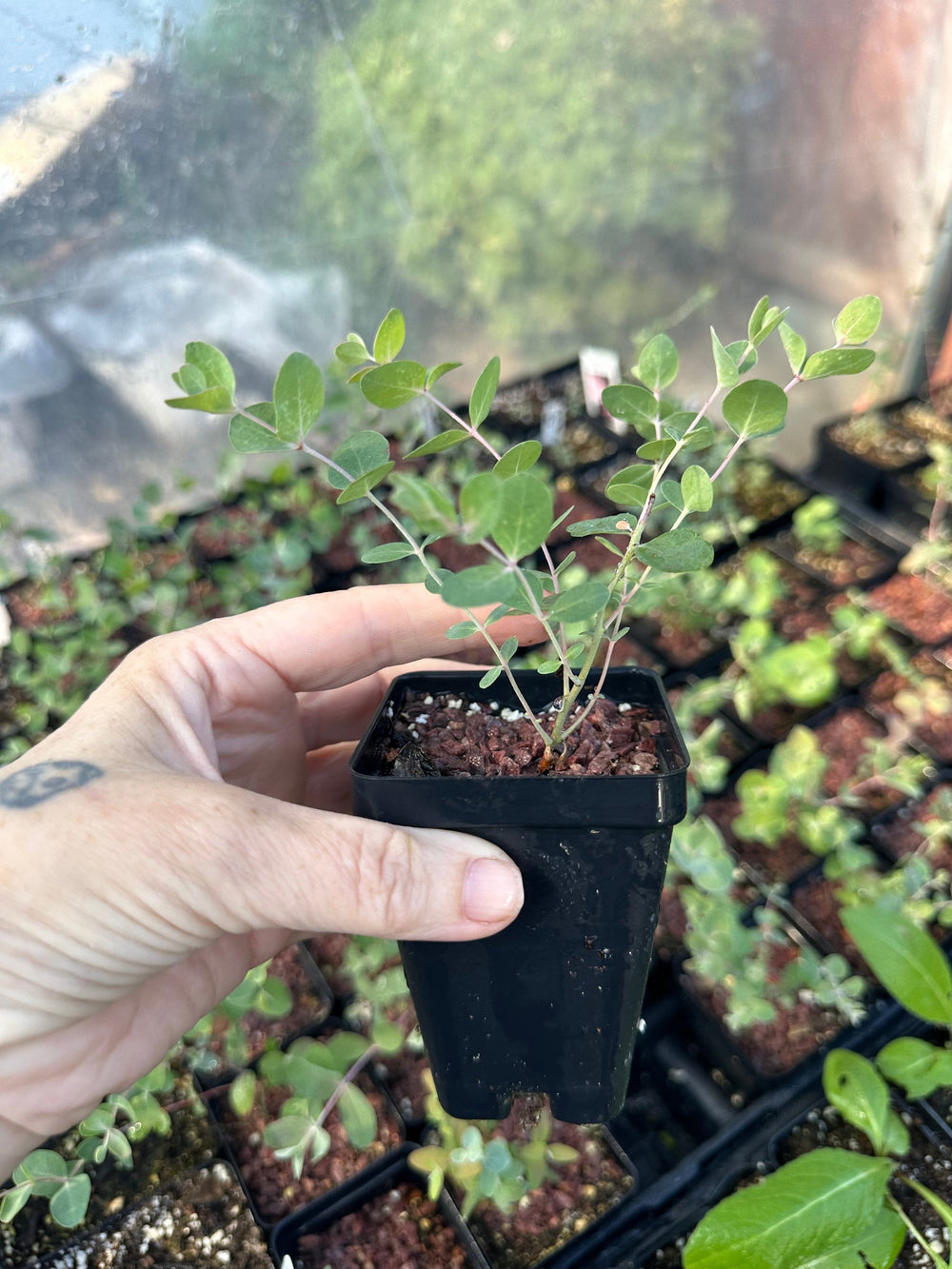 Live plant - Eucalyptus Baby Blue potted