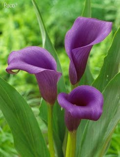 Paco lavender calla lily bulb rhizome