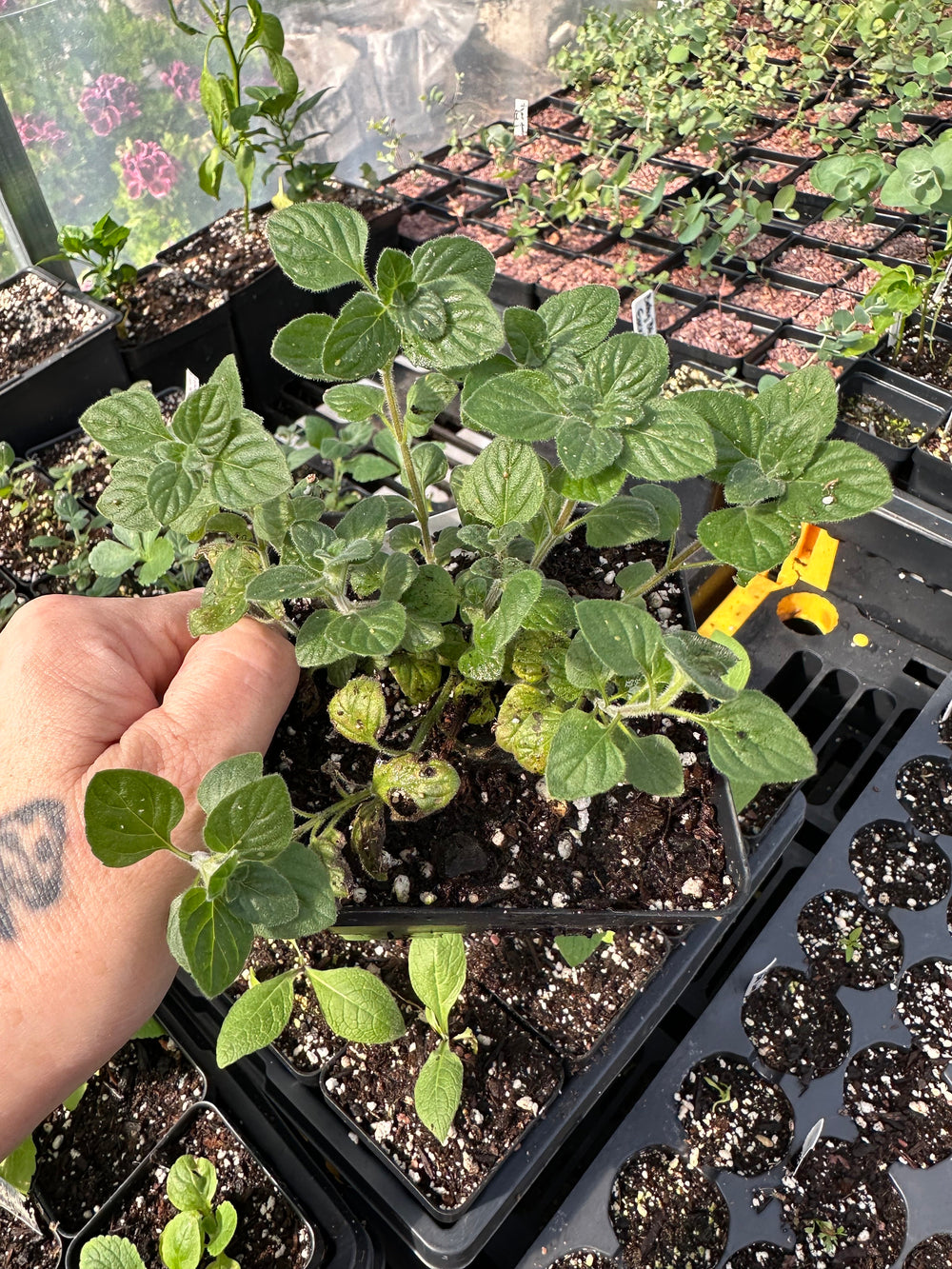 Live Plant calamint potted herb