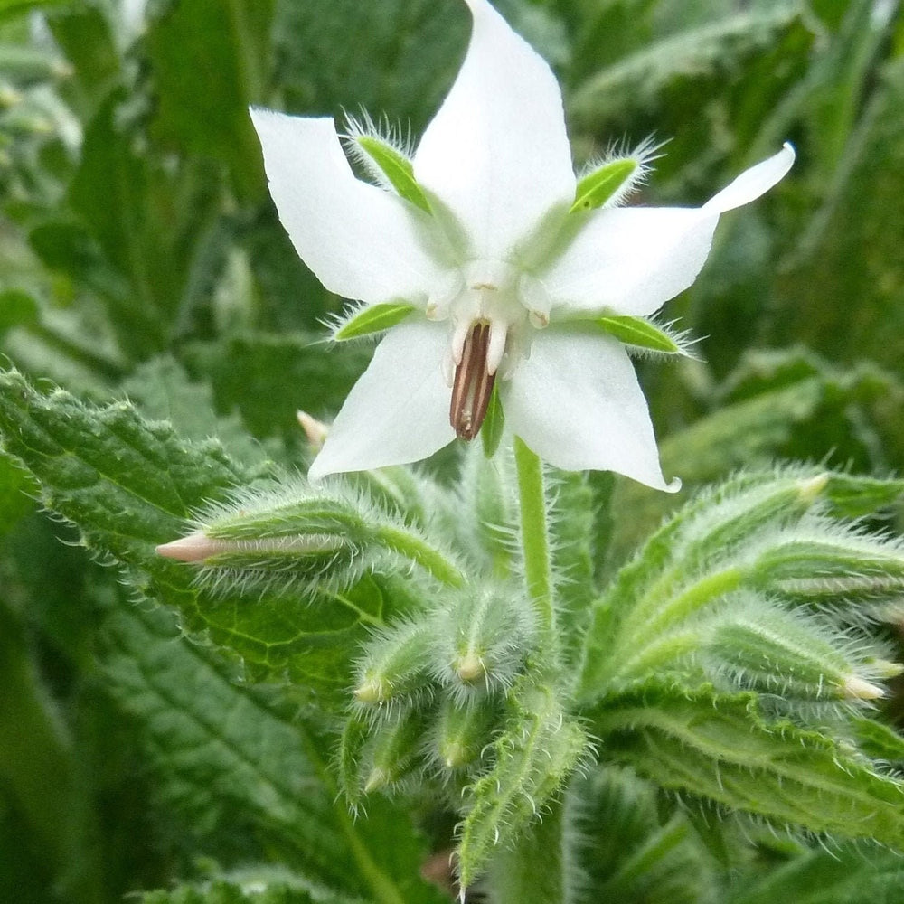 Seeds - white borage herb