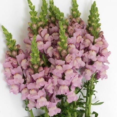 Seeds - snapdragons potomac lavender flower
