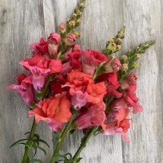 Seeds - snapdragons madame butterfly bronze flower