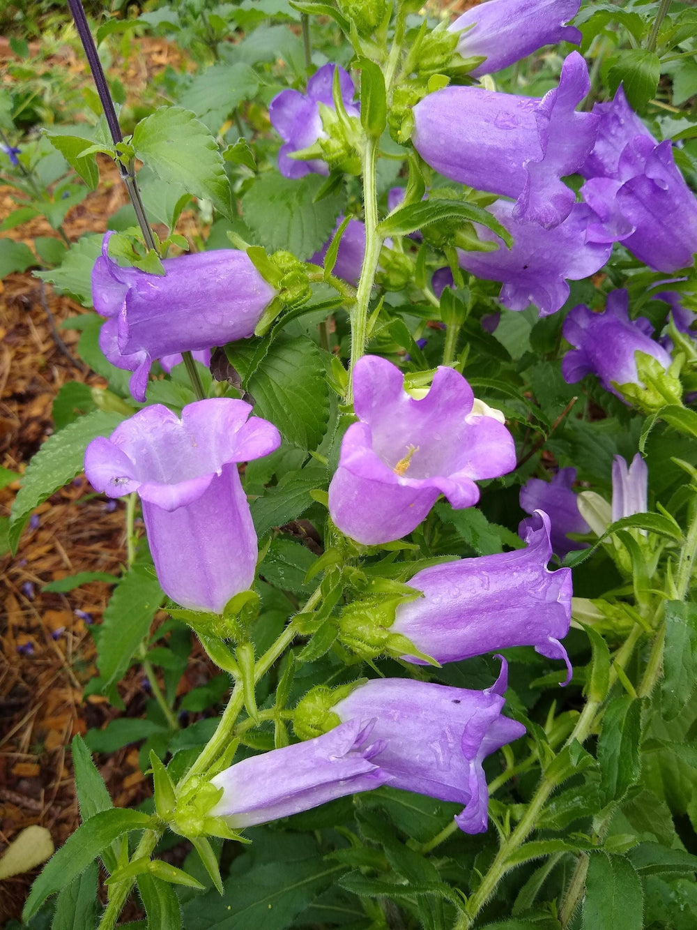 Live Plant - canterbury bells campanula mix colors flower potted