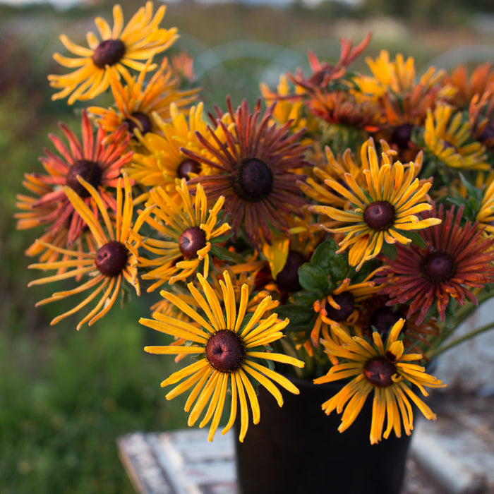 Live Plant Chim Chiminee Rudbeckia Black Eyed Susan potted