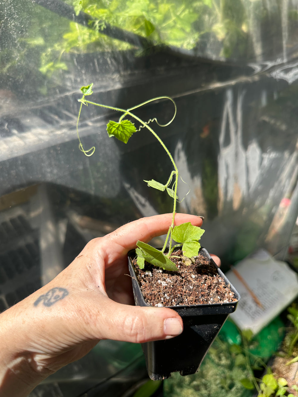 Live Plant - cuacamelon veggie potted