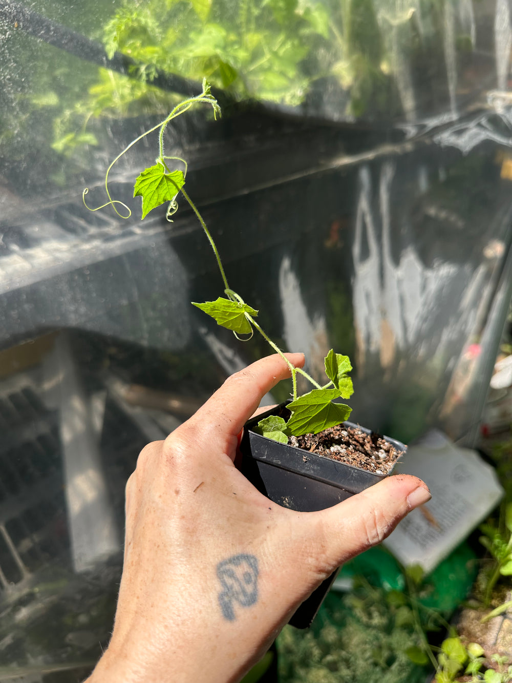 Live Plant - cuacamelon veggie potted