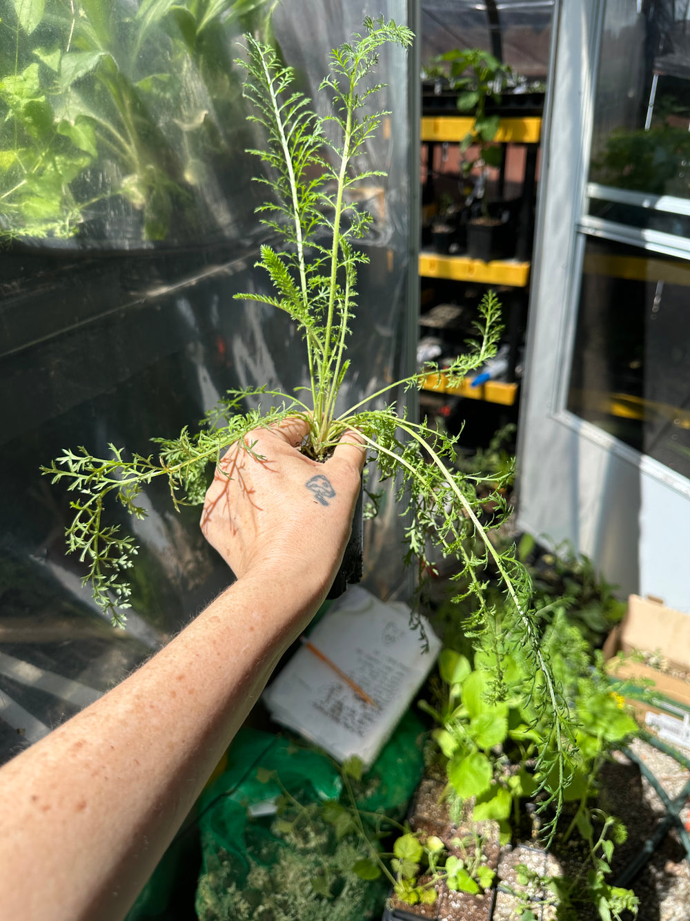 Live Plant - Favorite Berries yarrow achillea flower potted