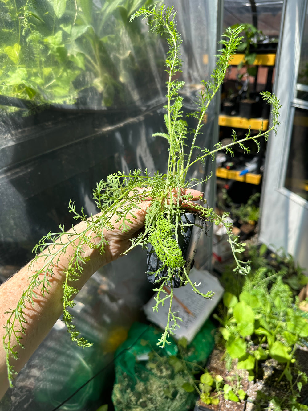 Live Plant - Favorite Berries yarrow achillea flower potted