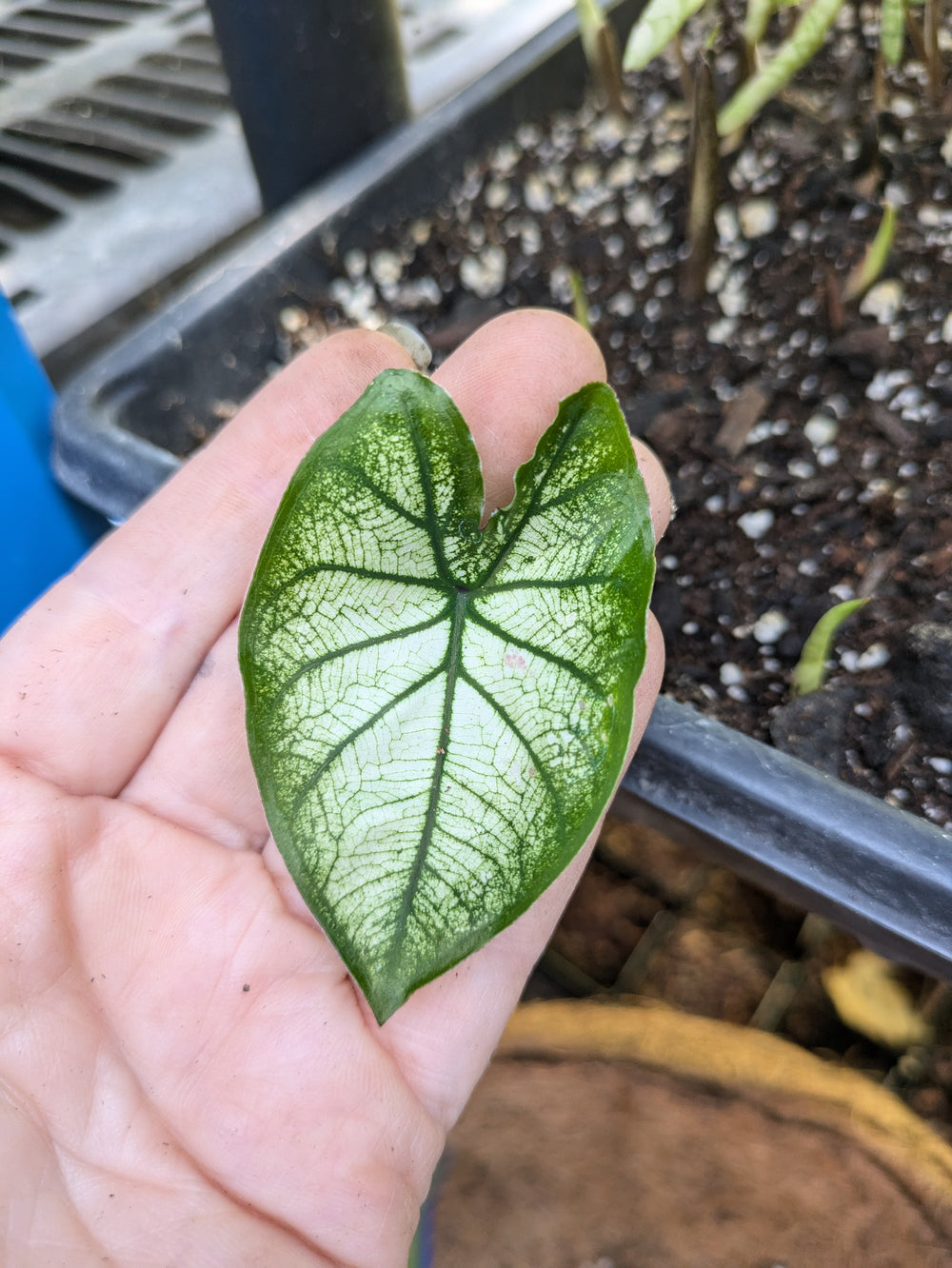 Live plant - Strawberry Star Caladium Plant potted