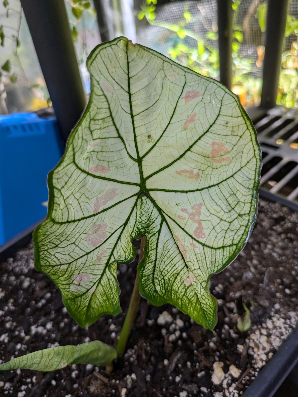 Live plant - Strawberry Star Caladium Plant potted