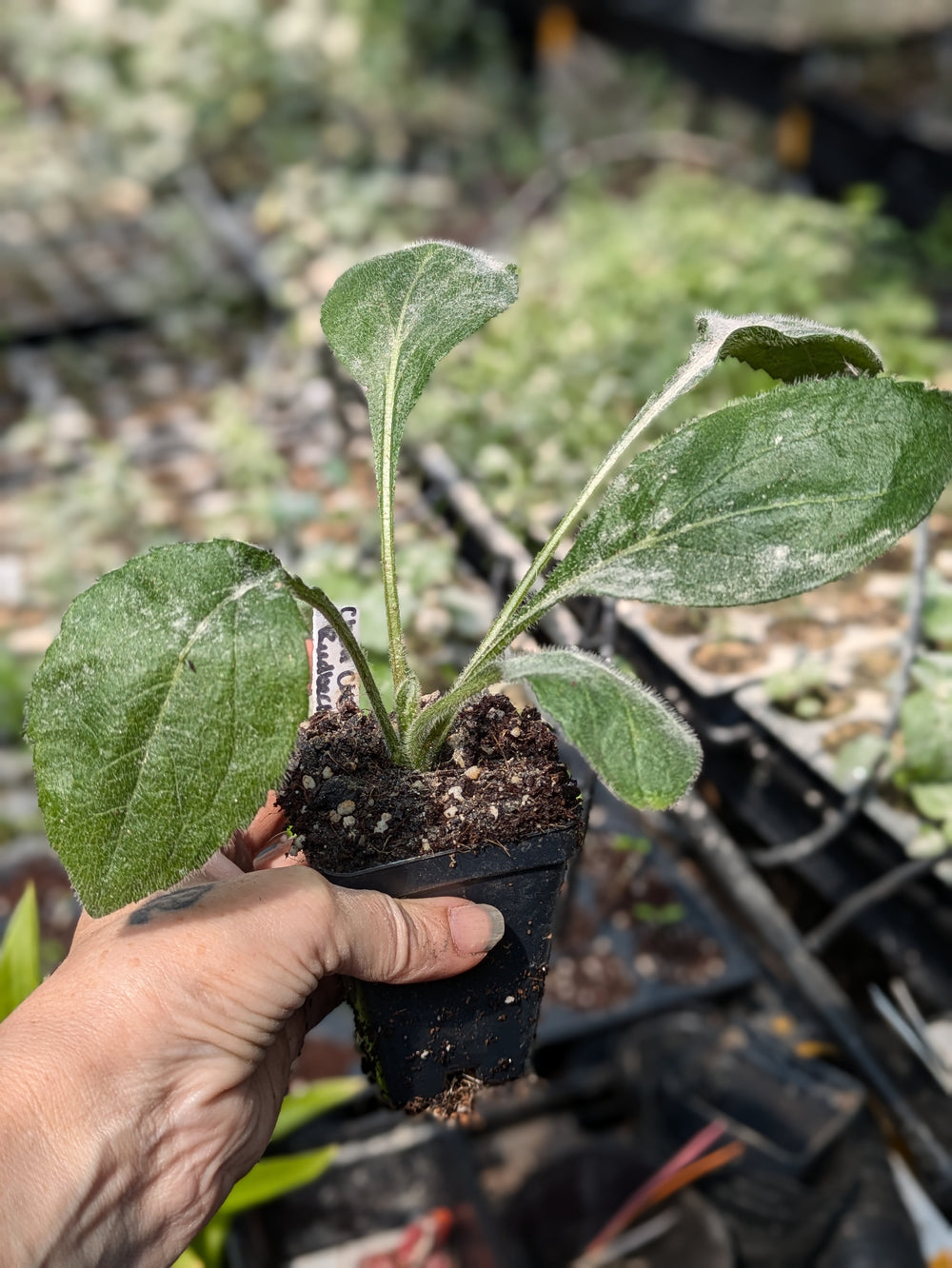 Live Plant Chim Chiminee Rudbeckia Black Eyed Susan potted