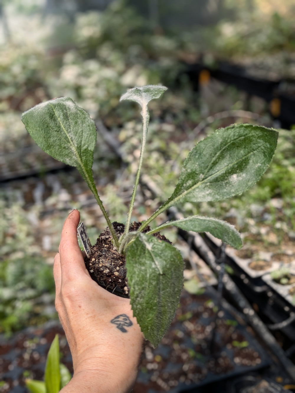 Live Plant Chim Chiminee Rudbeckia Black Eyed Susan potted