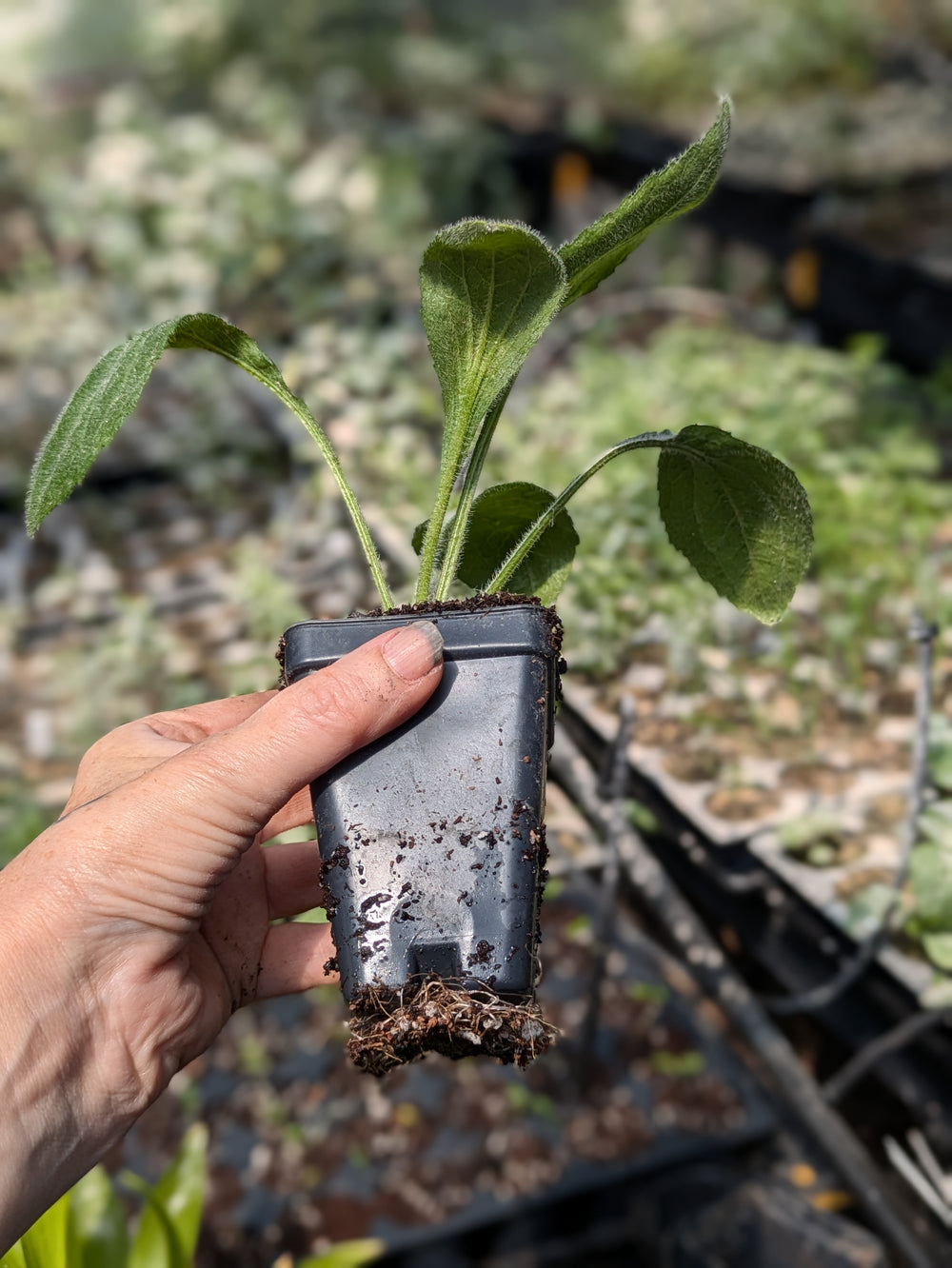 Live Plant Chim Chiminee Rudbeckia Black Eyed Susan potted