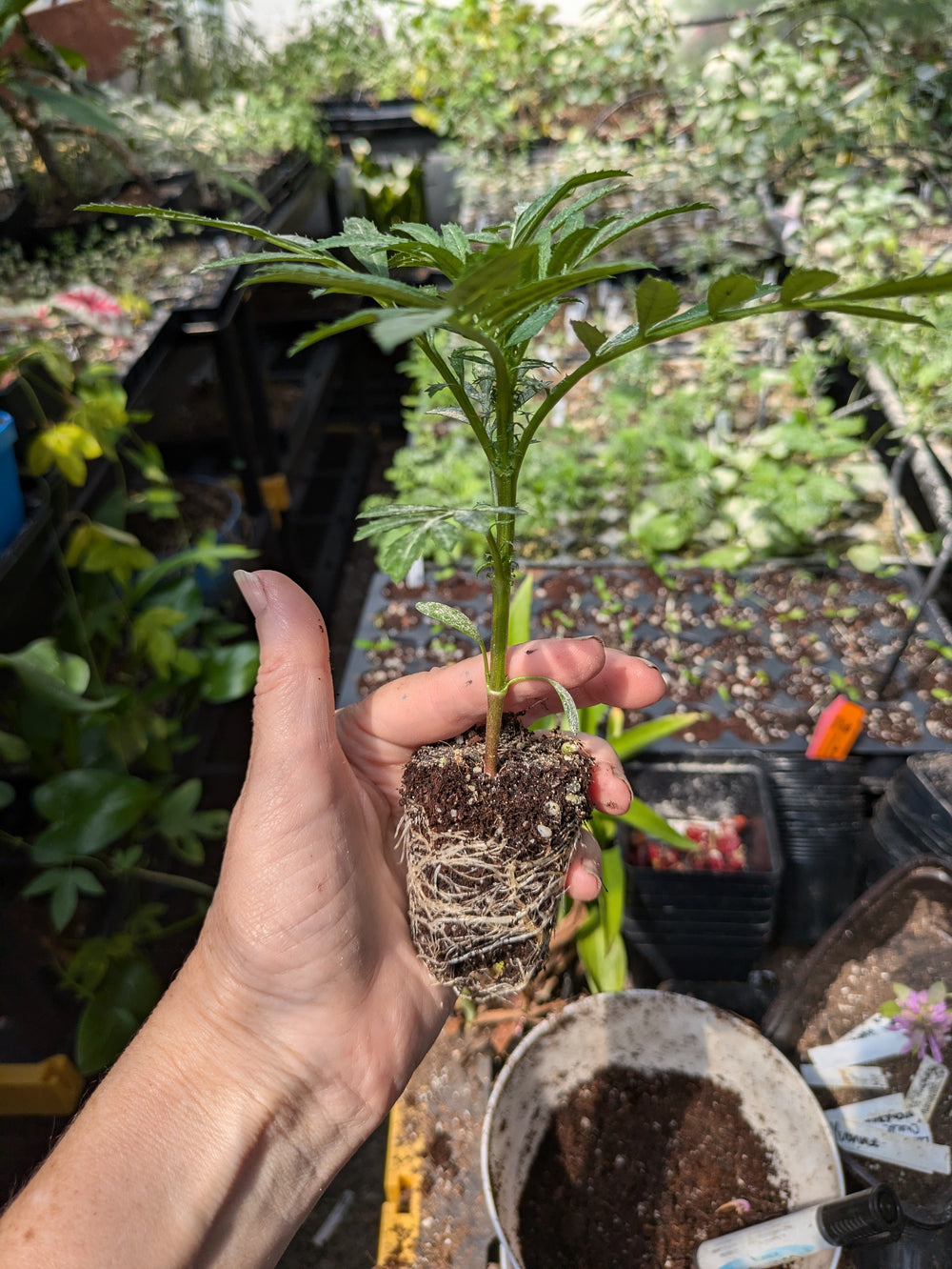 Live plant - Bali Mix Bobtail Marigold potted