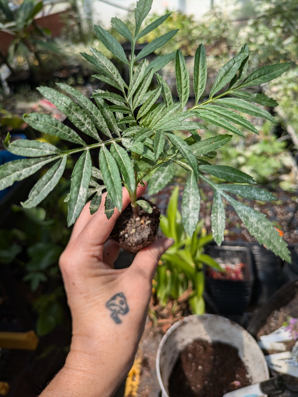 Live plant - Bali Mix Bobtail Marigold potted