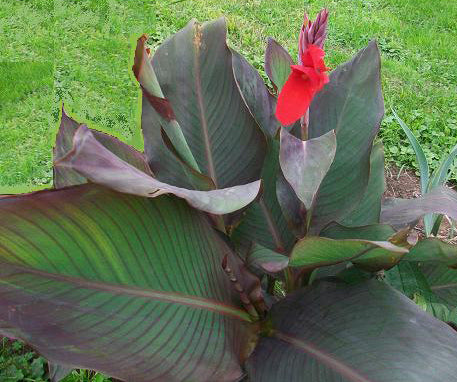 Live Plant - Black Knight Canna Lily potted