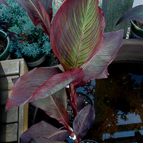 Live Plant - Black Knight Canna Lily potted