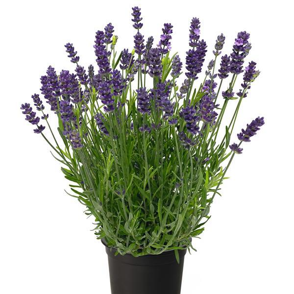 Live Plant Chill Out Blue Lavender potted