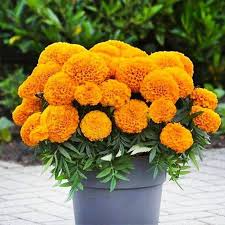 Live plant - Dwarf Cupid Orange Marigold potted