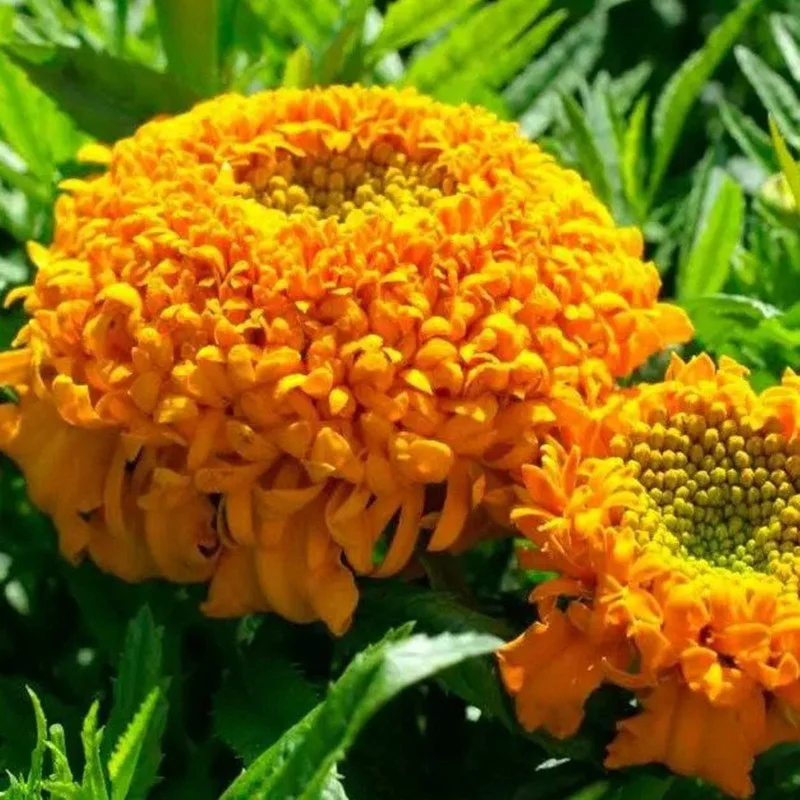 Live plant - Dwarf Cupid Orange Marigold potted