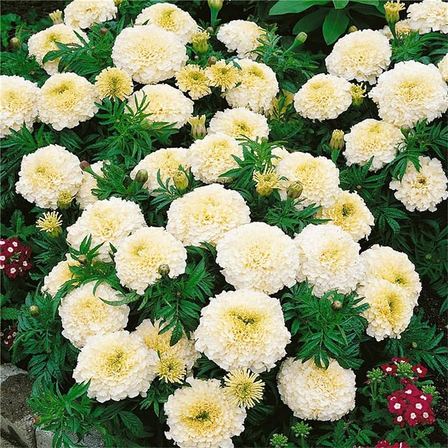 Live plant - Dwarf Albino Marigold potted