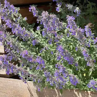 Live Plant - Fassen's Catnip catmint potted