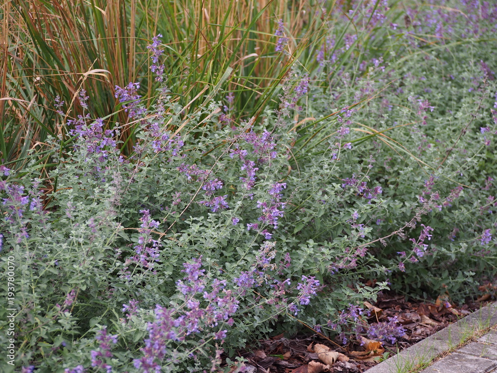 Live Plant - Fassen's Catnip catmint potted