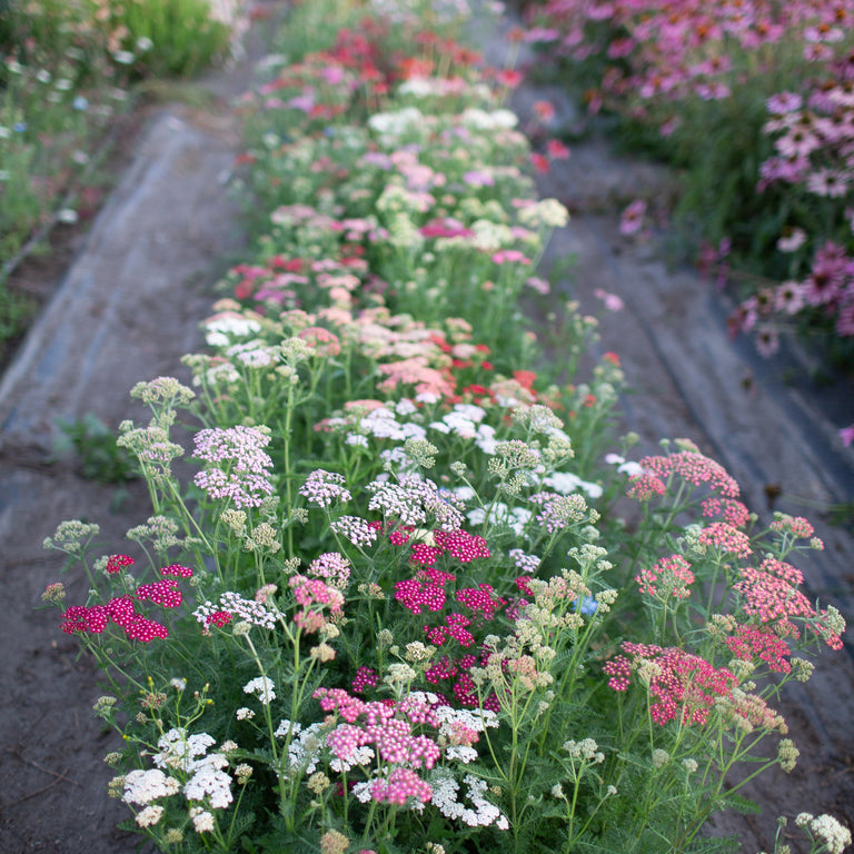 Live Plant - Favorite Berries yarrow achillea flower potted