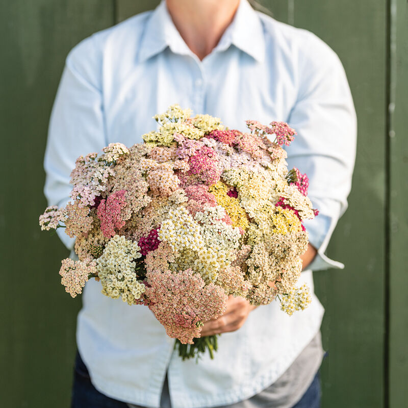 Live Plant - Favorite Berries yarrow achillea flower potted