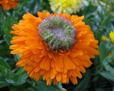 Live plant - Green Heart Calendula Pot Marigold Herb