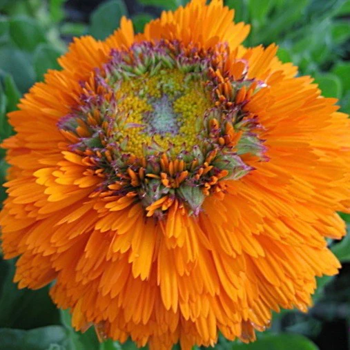 Live plant - Green Heart Calendula Pot Marigold Herb