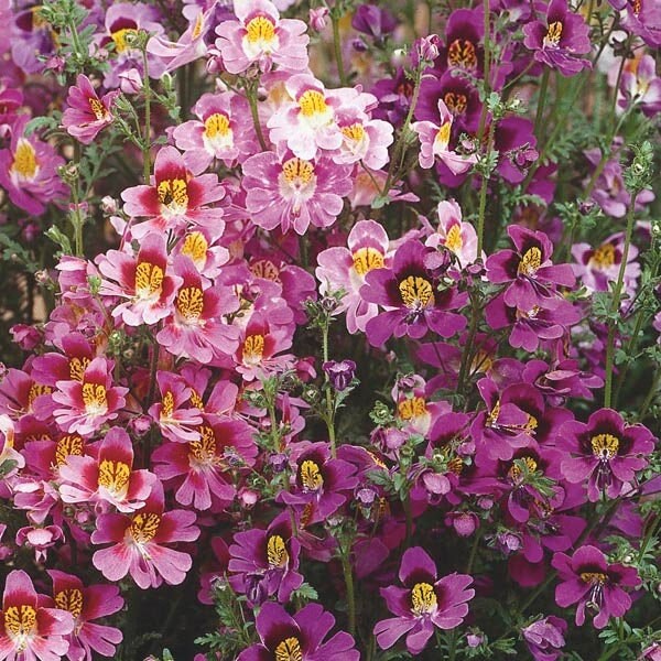 Seeds - schizanthus angel's wings flower