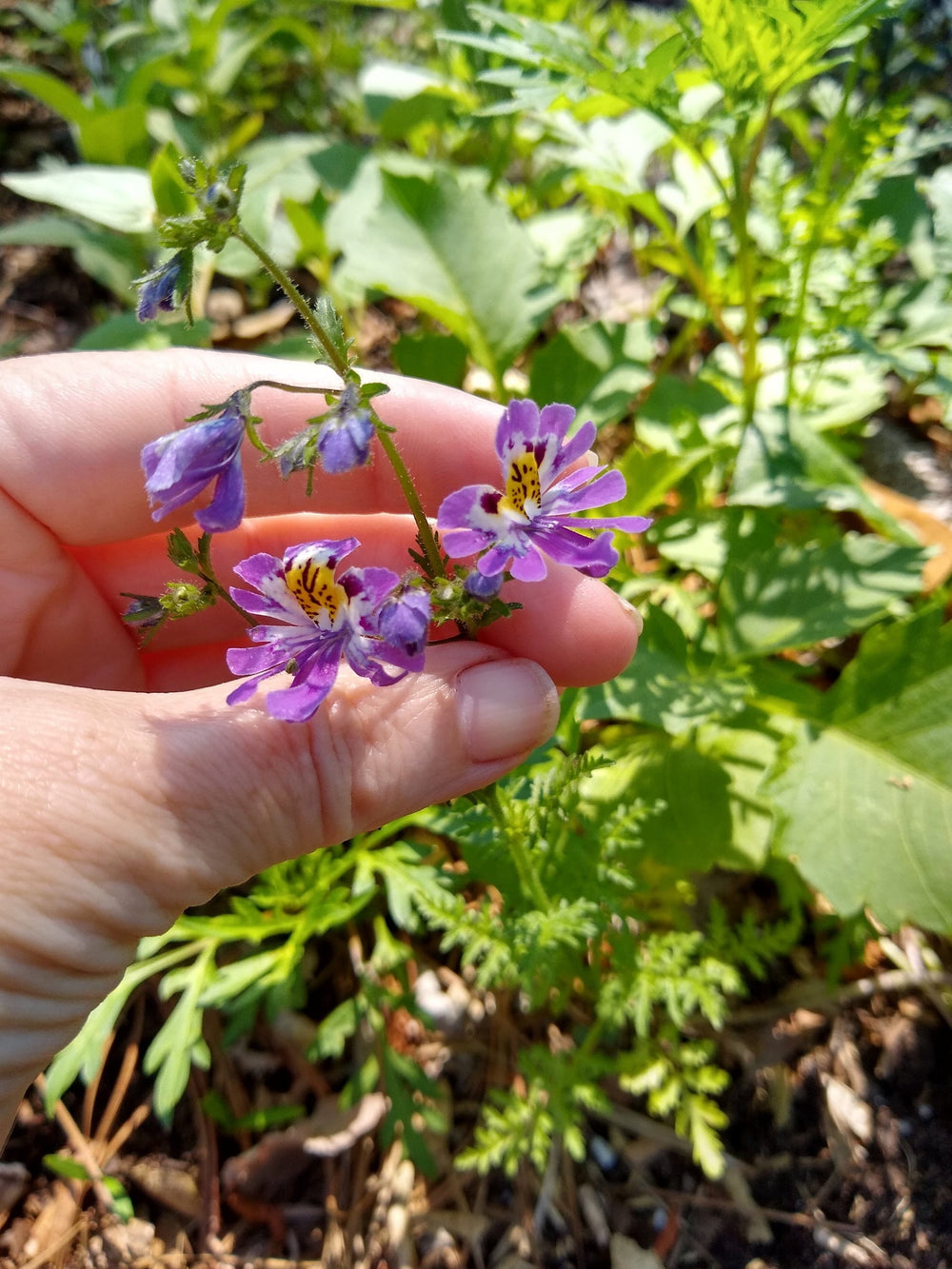 Seeds - schizanthus angel's wings flower