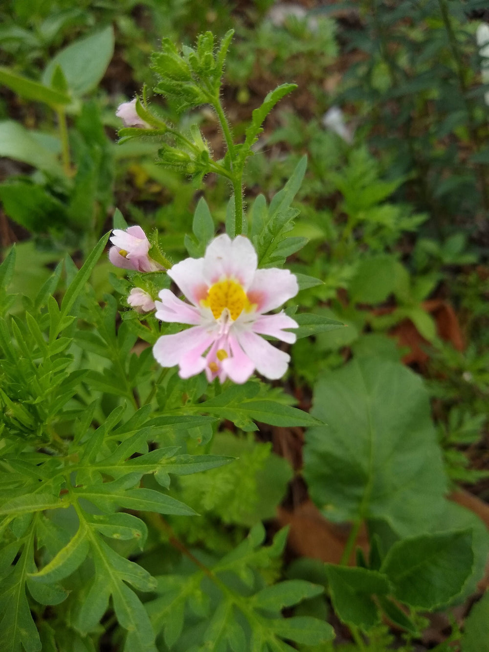 Seeds - schizanthus angel's wings flower