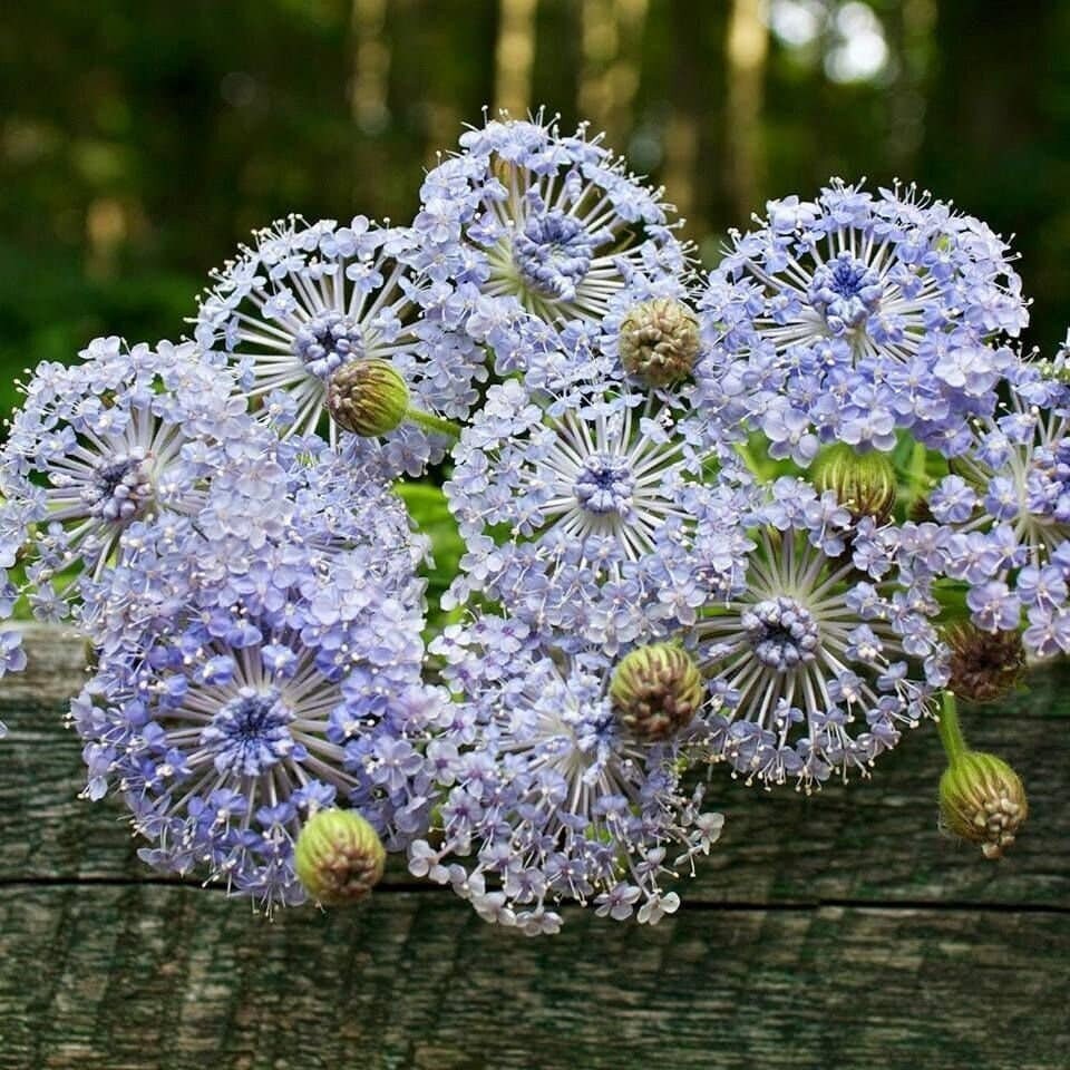 Live Plant - didiscus blue lace flower mix flower potted