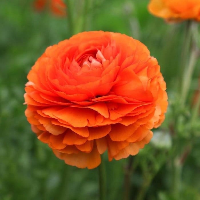 Sunset tecolote ranunculus corm bulb