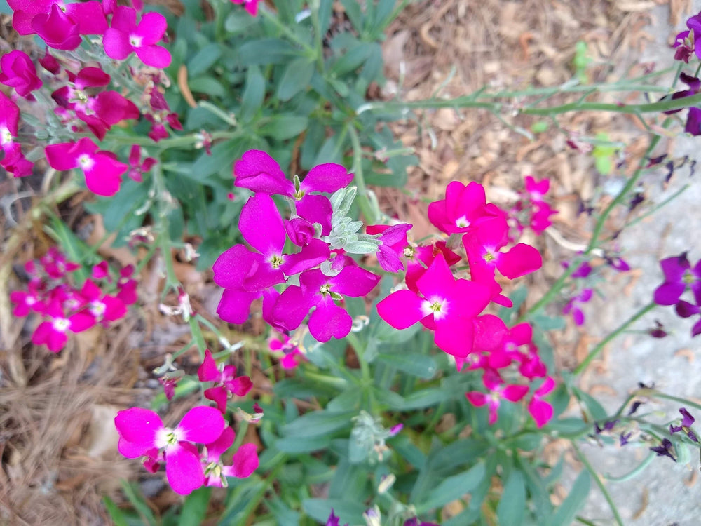 Seeds - stocks single spray mix matthiola flower