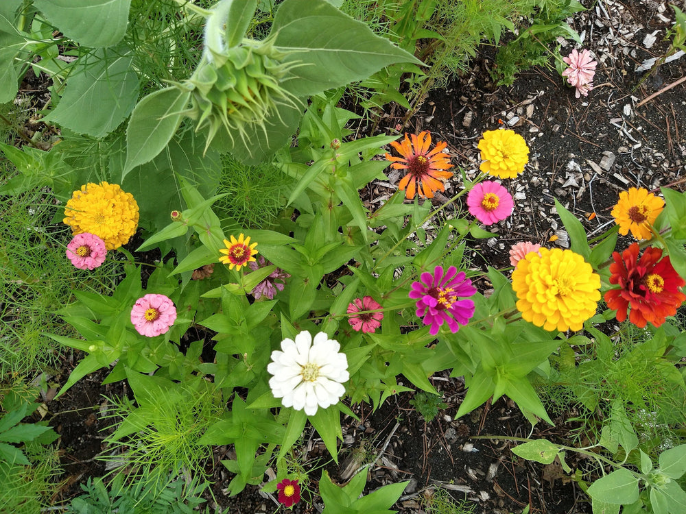 Seeds - zinnias - mix of colors flower