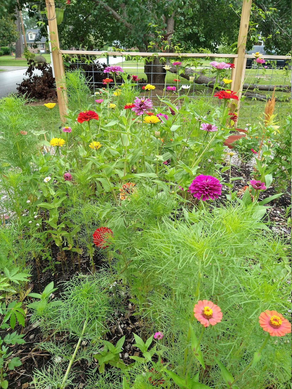 Seeds - zinnias - mix of colors flower