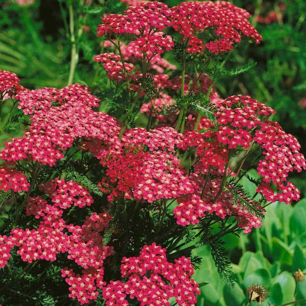 Seeds - cerise queen red yarrow flower