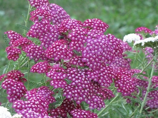 Seeds - cerise queen red yarrow flower