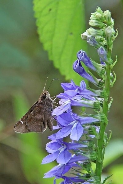 Seeds - downy lobelia lobelia puberula flower