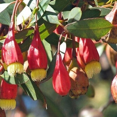 Seeds - scarlet pear gum stoats mallee eucalyptus flower