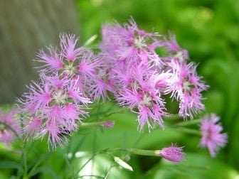 Seeds - sweet william dianthus rainbow loveliness flower