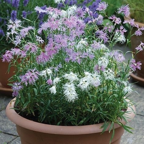 Seeds - sweet william dianthus rainbow loveliness flower